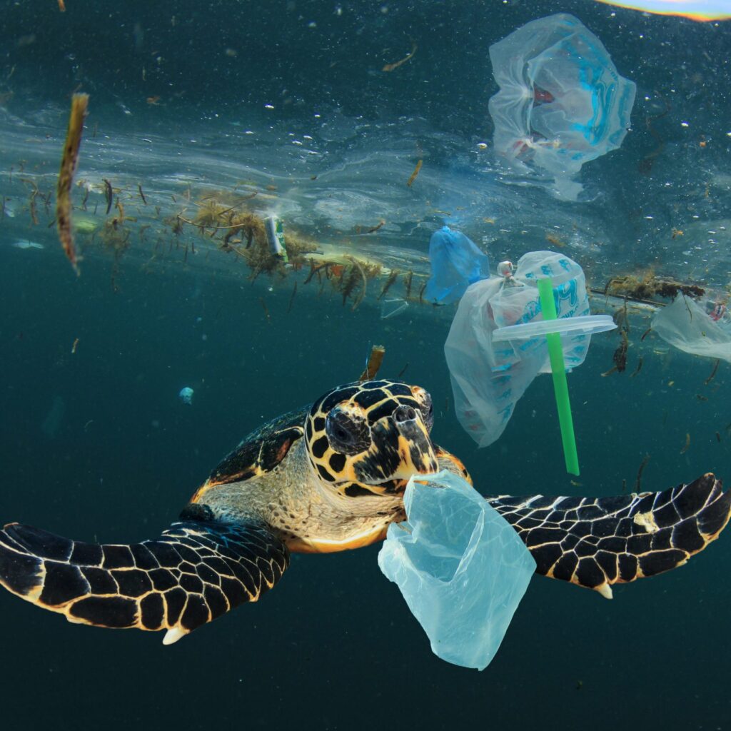 Struggling sea turtle trapped in plastic waste