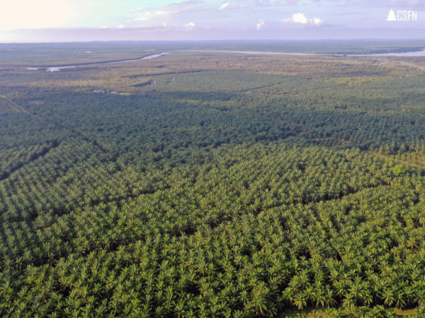 Tree planting - Report (1)