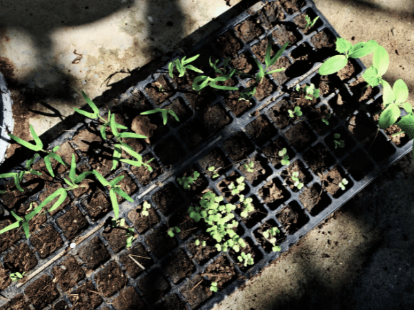 Tree planting - Report (3)