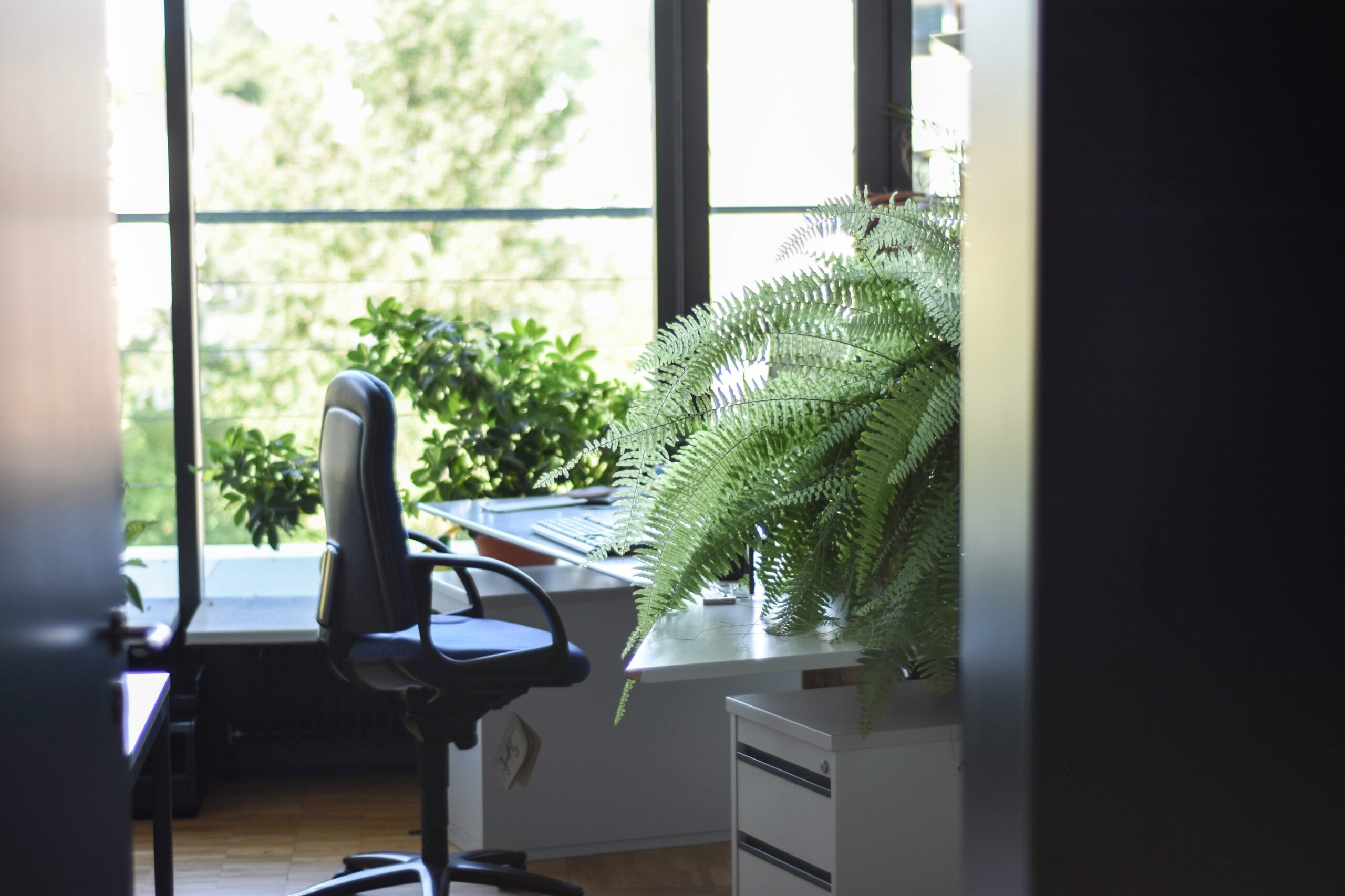 Picture of work environment with green plants ilustrating Plastic Free July.